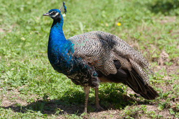 Obraz premium Peacock (pavo cristatus)