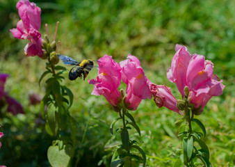 Bumblebee arriving at a pink flower, macro photography.