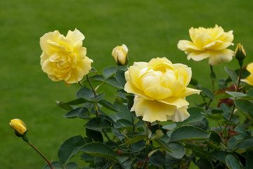 Beautiful yellow Roses (rosa) on display at Butchart Gardens