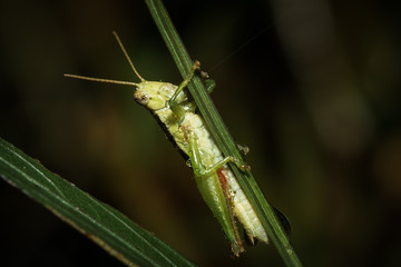 The little grasshopper.