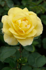 A beautiful yellow Rose (rosa) on display at Butchart Gardens