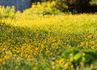 Background with yellow flowers. Close up of yellow spring flowers on the ground