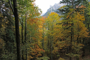 View of the Bavarian forest in Autumn near Mittenwald showing all the colors of the season and mountains in the background