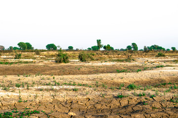 life is coming back on deforested  land after a long time the land was completely dead but it's...