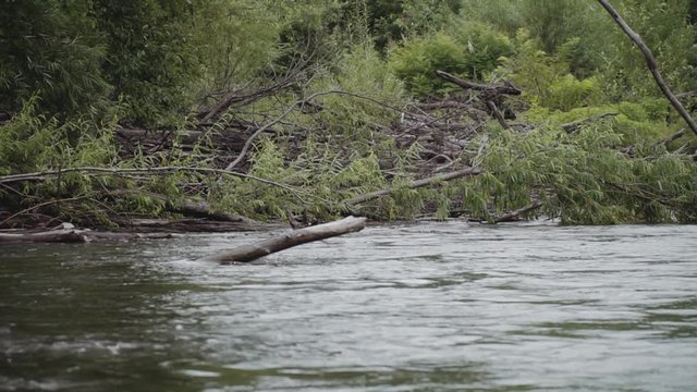 mountain river flows past flooded trees