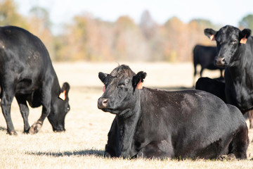 Angus cow lying down with herdmates