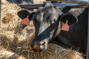 Angus head in a round hay feeder © jackienix