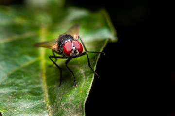 MACRO CLOSEUP SHOT OF HOUSE FLY