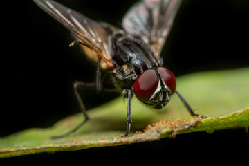 MACRO CLOSEUP SHOT OF HOUSE FLY