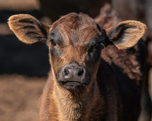 Portrait of cute calf