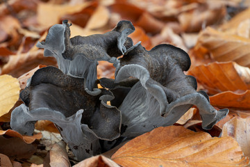 Edible mushroom Craterellus cornucopioides in the beech forest. Known as horn of plenty, black chanterelle, trumpet or trumpet of the dead. Wild mushroom in the leaves. Autumn time in the forest.