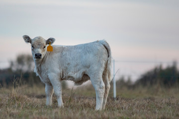 White calf shot at dusk from low angle