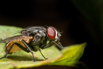 MACRO CLOSEUP SHOT OF HOUSE FLY