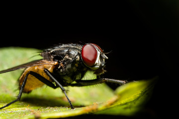 MACRO CLOSEUP SHOT OF HOUSE FLY