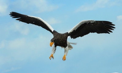 Adult Steller's sea eagle in flight. Scientific name: Haliaeetus pelagicus. Blue sky and ocean background.