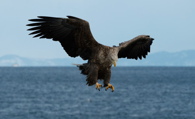 Adult White-tailed eagle in flight. Blue sky background. Scientific name: Haliaeetus albicilla, also known as the ern, erne, gray eagle, Eurasian sea eagle and white-tailed sea-eagle.