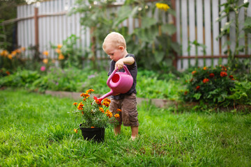 Child boy watering flowers in garden from can