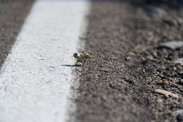 A metal miniature cow stands on asphalt. Macro shooting.