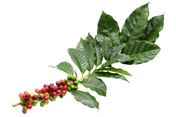 Coffee berries and leaves coffee on branch, White background.