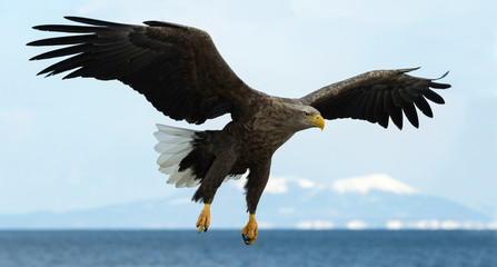 Adult White-tailed eagle in flight. Blue sky background. Scientific name: Haliaeetus albicilla, also known as the ern, erne, gray eagle, Eurasian sea eagle and white-tailed sea-eagle.