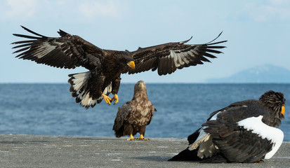 Juvenile Steller's sea eagle landed.  Scientific name: Haliaeetus pelagicus. Blue sky and ocean background.  Winter Season.
