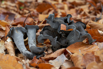 Edible mushroom Craterellus cornucopioides in the beech forest. Known as horn of plenty, black chanterelle, trumpet or trumpet of the dead. Wild mushroom in the leaves. Autumn time in the forest. © Igor Kramar