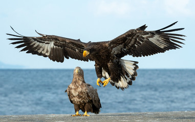 Juvenile Steller's sea eagle landed.  Scientific name: Haliaeetus pelagicus. Blue sky and ocean...