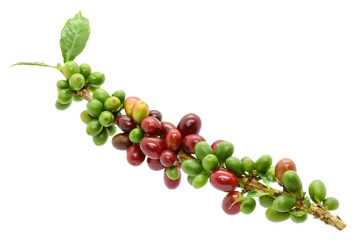 Coffee berries and leaves coffee on branch, White background.