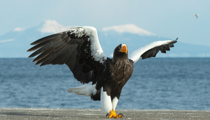 Adult Steller's sea eagle landed.  Scientific name: Haliaeetus pelagicus. Blue sky and ocean background.  Winter Season.