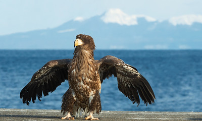 Juvenile Steller's sea eagle landed.  Scientific name: Haliaeetus pelagicus. Blue sky and ocean background.  Winter Season.