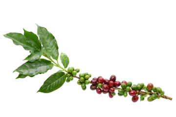 Coffee berries and leaves coffee on branch, White background.