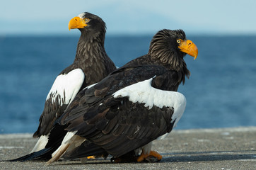 Obraz premium Steller's sea eagles. Blue sky and ocean background. Scientific name: Haliaeetus pelagicus. Natural Habitat. Winter Season.