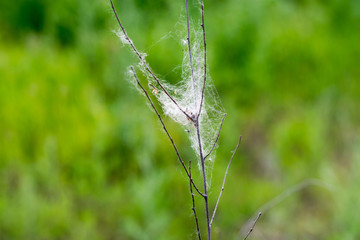 Web on a branch. Green blurred background. The end of spring.