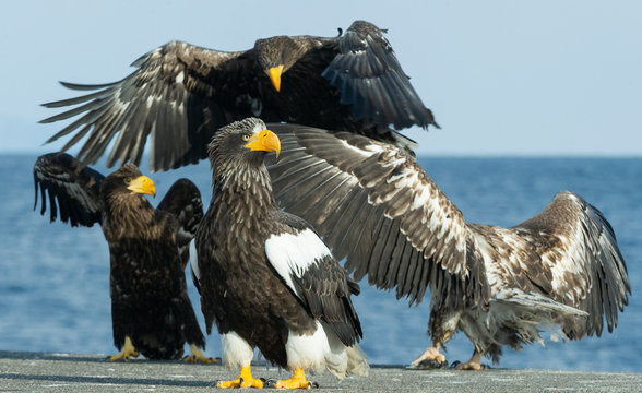 Steller's sea eagles. Blue sky and ocean background. Scientific name: Haliaeetus pelagicus. Natural Habitat. Winter Season.