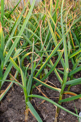 Ripe of beautiful green garlic sprouts farm
