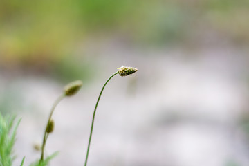 Flexible stem. Macro shooting. Blurred background. The end of spring.