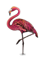 Flamingo bird on white background,hand draw,color painted 