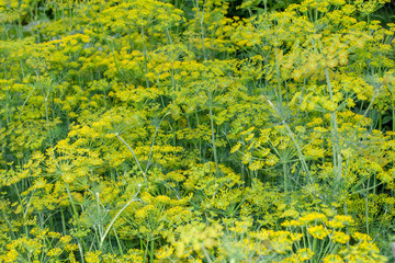 Dill flowers close up.