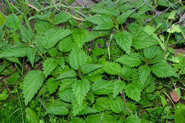 A bunch of common nettles in the ground