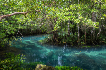 Mangrove trees along the turquoise green water in the stream. mangrove forests in Krabi province Thailand