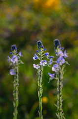 Shallow depth of field, purple flowers and greens, (shallow depth of field)