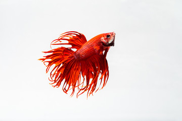 Betta thailand background white