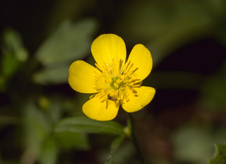 Yellow centaury / St.John's wort (Hypericum perforatum) It is also known as Yeast grass. Has antidepressant properties. 