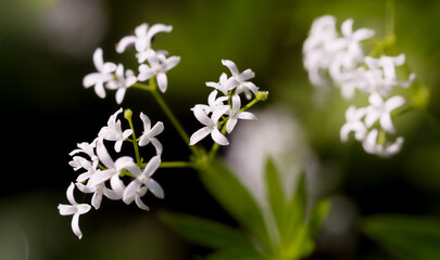 Obraz na płótnie Canvas White beautiful flowers, macro photography