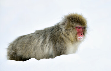Snow monkey in the snow. Winter season. The Japanese macaque ( Scientific name: Macaca fuscata), also known as the snow monkey.