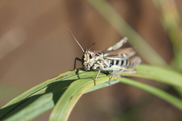 grasshopper on leaf