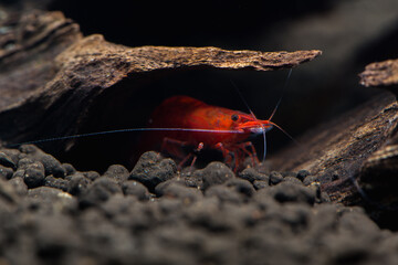 Red Cherry Shrimp