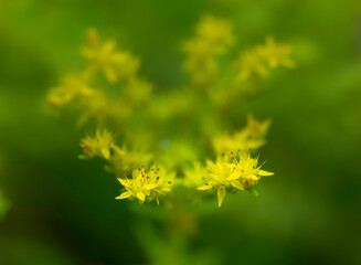 Yellow wild flower, macro shot, Black Sea (Karadeniz), Turkey