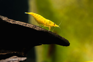 Yellow Shrimp
