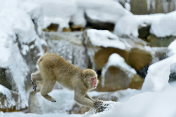 Snow monkey in jump. Winter season. The Japanese macaque ( Scientific name: Macaca fuscata), also known as the snow monkey.